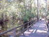moores creek.jpg (46298 bytes)